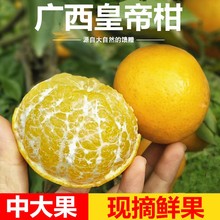 广西皇帝柑大果新鲜水果9斤包邮整箱蜜桔橘贡柑砂糖新鲜一件代发