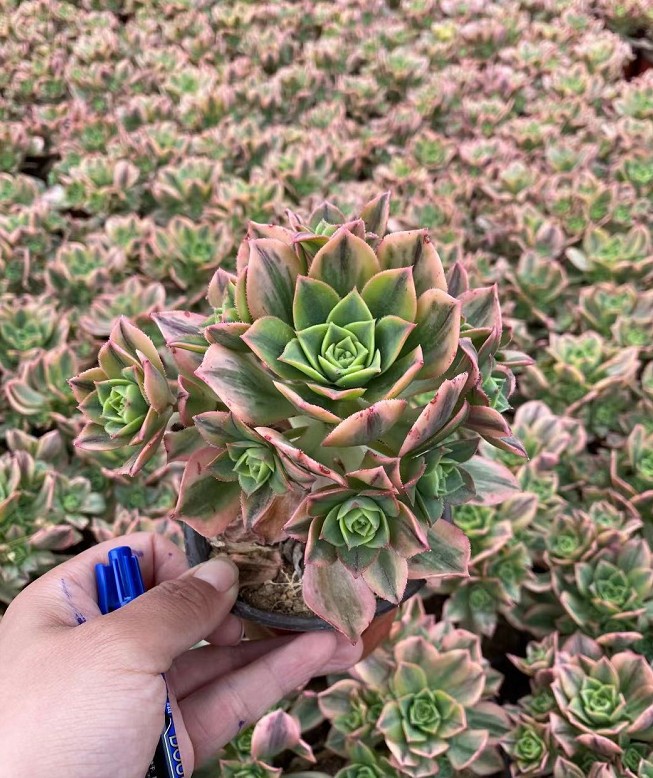 星爆多肉植物法师 多头群生12cm 实拍