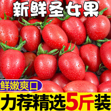 圣女果5斤新鲜水果柿子自然熟西红柿生吃樱桃千禧小番茄蔬菜包邮
