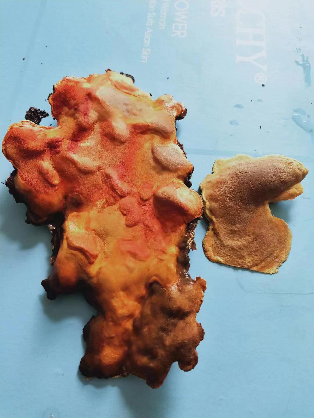 正宗牛樟芝 牛樟菇 中药材 纯干菇 牛章菇菌 红樟菇 红灵芝-阿里巴巴