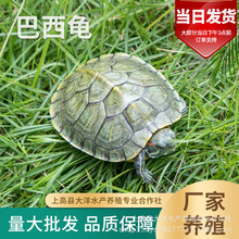宠物龟巴西龟 活体鲜活小乌龟观赏龟 批发零售 养殖场直供