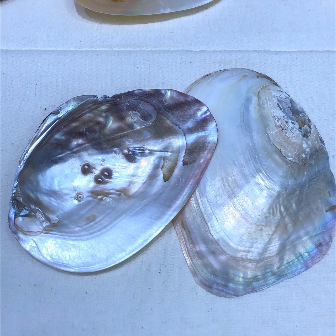 精抛淡水珍珠河蚌工艺品丙烯料作画原料高亮抛光打磨厂家直销