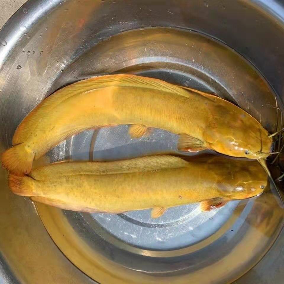苗场直销优质 胡子鲶鱼淡水鱼苗 易养殖存活率高鲜活全国活体批发