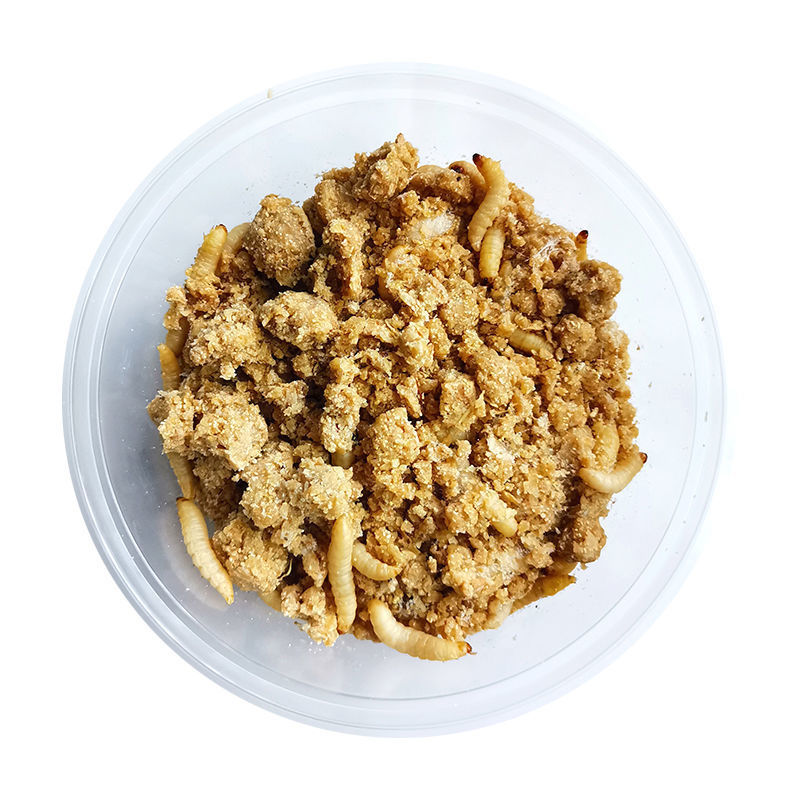 葡萄蜜虫玉米虫活体鸟食爬宠食物鸟食鸟料垂钓钓饵活虫