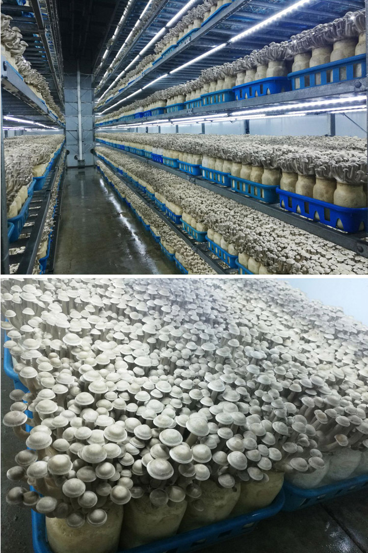 产地直销鹿茸菇干货500g农家特产古田食用菌鹿茸菌厂家品品鲜批发