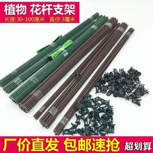 园艺支撑杆夹子蝴蝶兰支架植物花卉固定藤秋海棠兰花金钱树天堂鸟