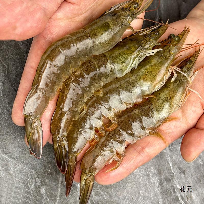 新鲜野生对虾鲜活基围虾海捕大虾活虾青虾明虾大海虾海鲜水产包邮