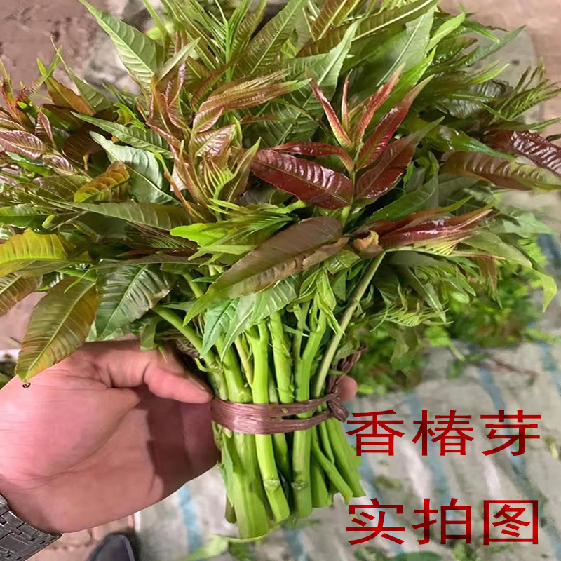批发香椿苗盆栽地栽南方北方种植四季食用正宗绿油树