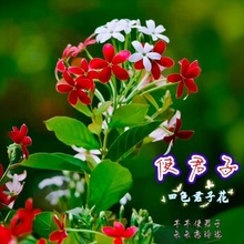 四色君子花使君子花苗四季浓香型庭院花卉盆栽绿植净化空气阳台