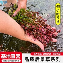 Fish tank aquascape backwater grass green red鱼缸鱼缸造景1