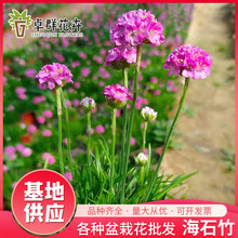 海石竹苗种苗 四季种开花盆栽植物阳台庭院夏秋季多年生欧石竹