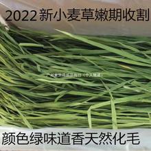 小麦草22年烘干嫩苗干草兔草粮兔兔龙猫荷兰猪麦草包邮一件代发