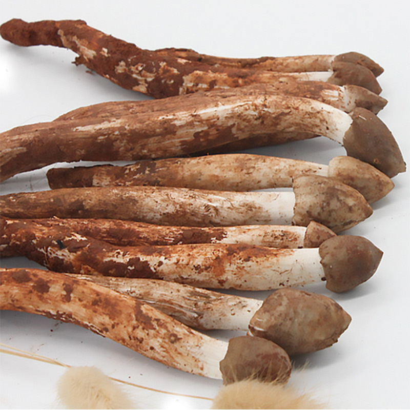 2021年云南特产火把新鲜鸡枞菌大白鸡枞鸡肉丝菇荔枝菌一件代发