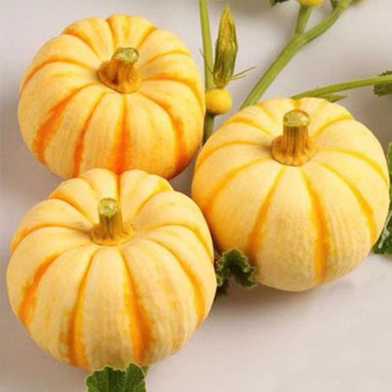 黄金贝贝小桔瓜宝宝辅食南瓜食用新鲜瓜盅雕刻迷你小南