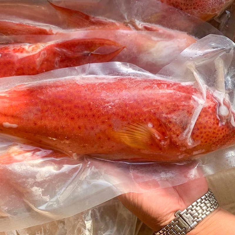 燕尾斑红石斑鱼冷冻整条鲜活深海海鱼酒店餐饮用食材料理刺身鱼