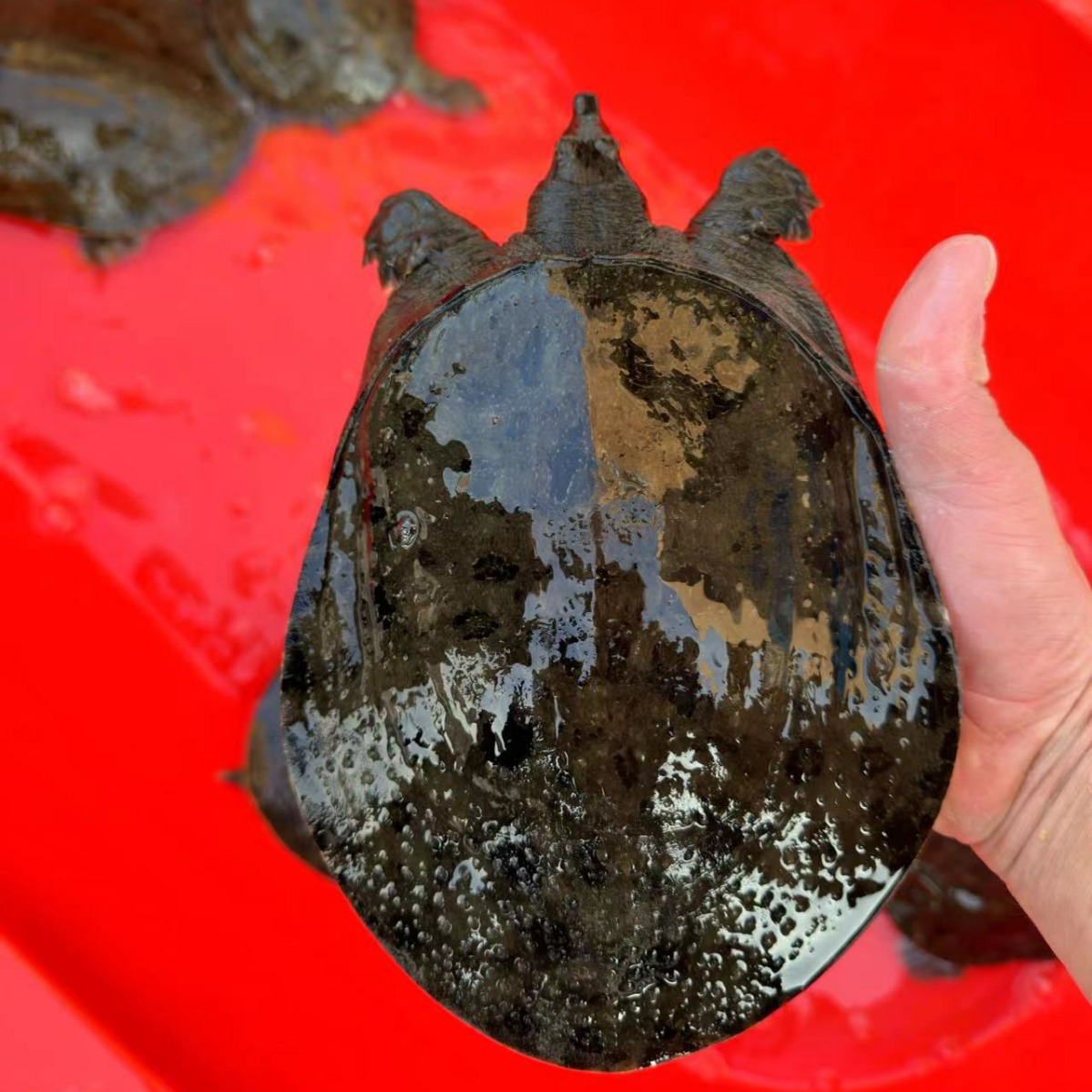 杭州鲜活食用甲鱼1斤至4斤母黑花甲鱼生态甲鱼王八鳖