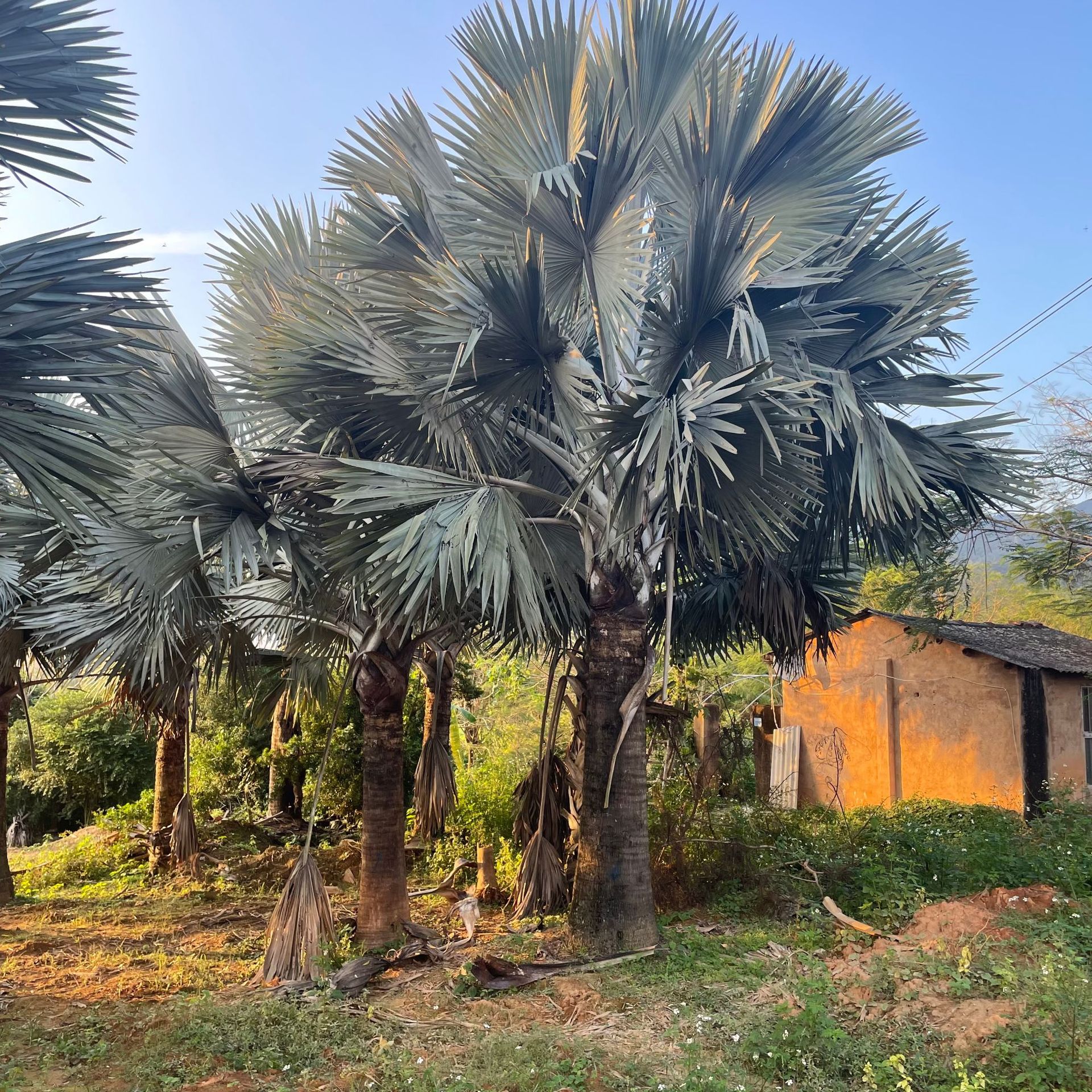 立即订购加入进货单买家服务支付方式一手货源就在福建漳州文轩园艺