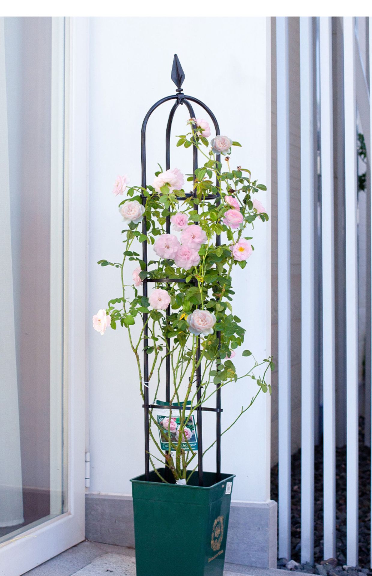 花架支架爬藤架藤本月季攀藤架圆柱花盆架植物支架子