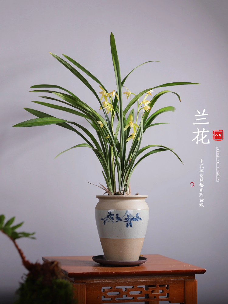 建兰素心盆栽天香素浓香型观兰花植物室内四季好养名贵带花苞花卉