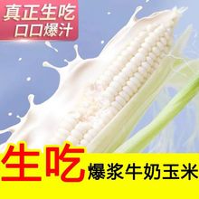 甜玉米牛奶水果玉米新鲜玉米即食代餐即食玉米免煮工厂代发速卖通