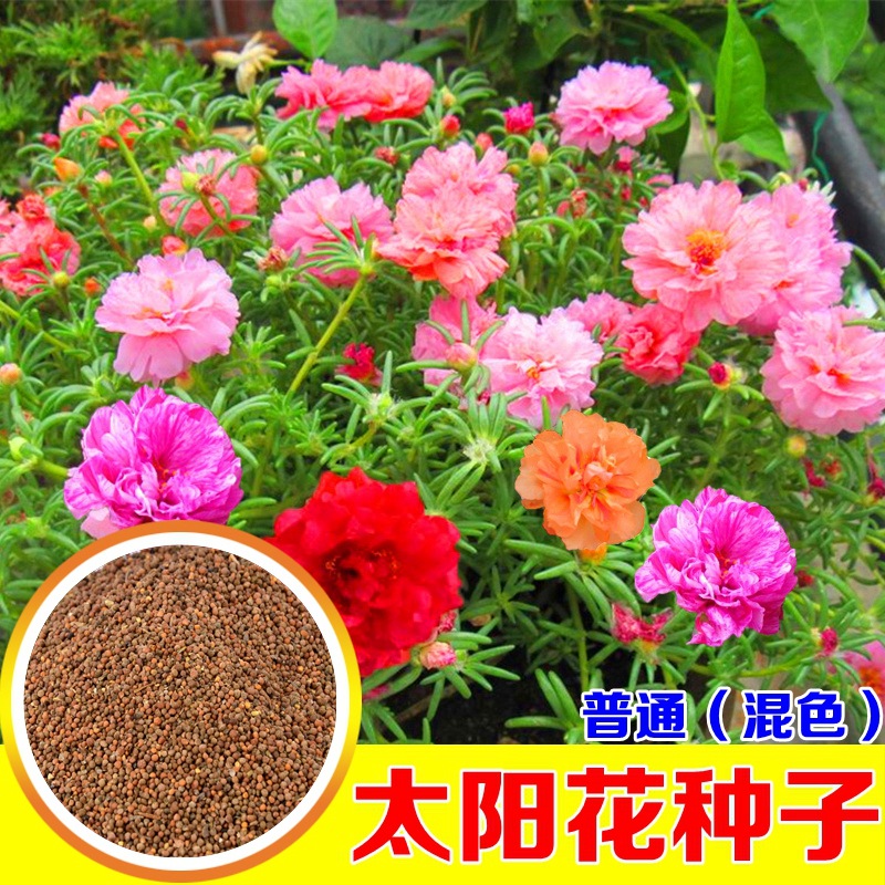 太阳花种子 半枝莲 死不了 大花马齿苋 四季播种盆栽耐热花卉