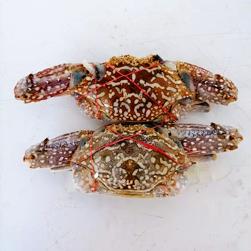 北海兰花蟹特大1-2两/只鲜活速冻花蟹梭子蟹螃蟹餐饮酒店批发