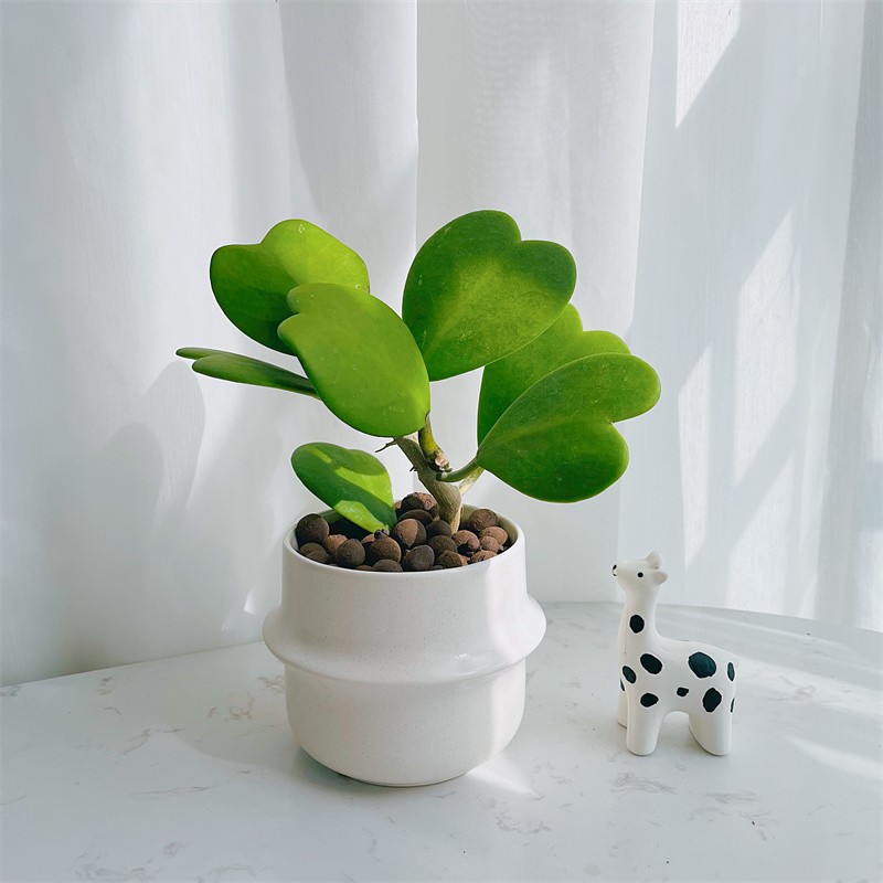 多肉植物高颜值网红北欧办公室内桌面绿植花卉盆栽-阿里巴巴