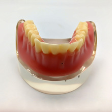 仿真牙齿展示品  透明水晶胶教学模型工艺品 牙科口腔教学器材