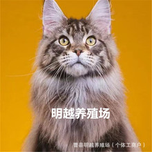 纯种缅因猫幼猫活体俄罗斯缅猫批发价格棕虎烟熏缅因猫咪活物