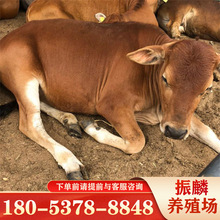 鲁西黄牛牛犊 大量批发鲁西黄牛牛苗肉牛犊养殖场
