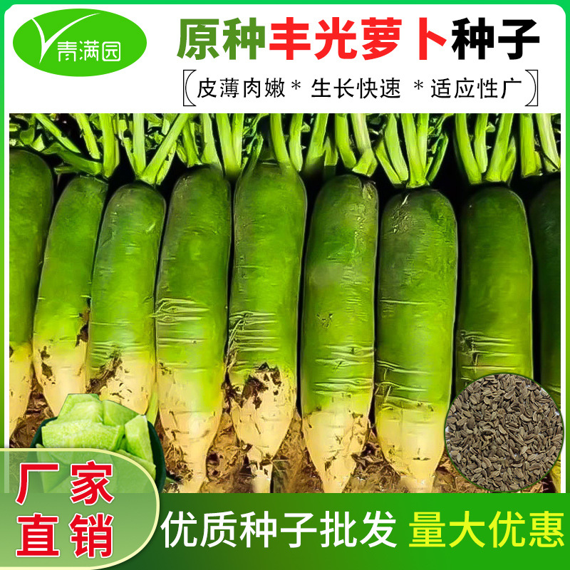 丰光一代萝卜种子露头青老品种萝卜种籽秋冬耐储蔬菜水果萝卜种籽