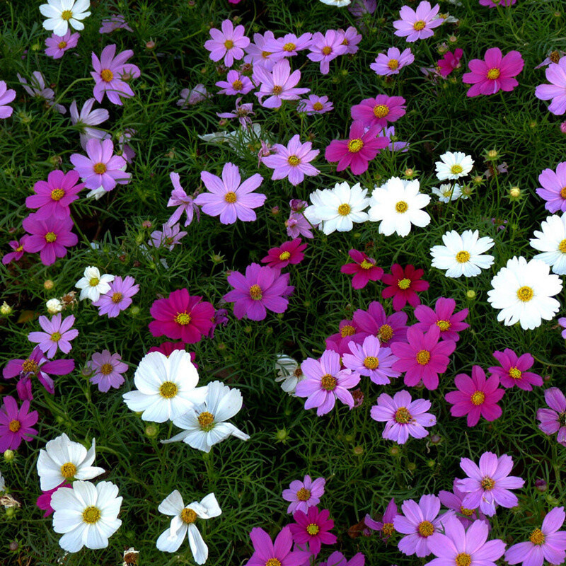 四季播波斯菊种子格桑花百日草盆栽波斯菊花种波斯菊种孑格桑花籽