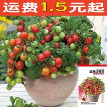 矮生盆栽红番茄种子樱桃小西红柿红圣女果四季阳台籽蔬菜种子