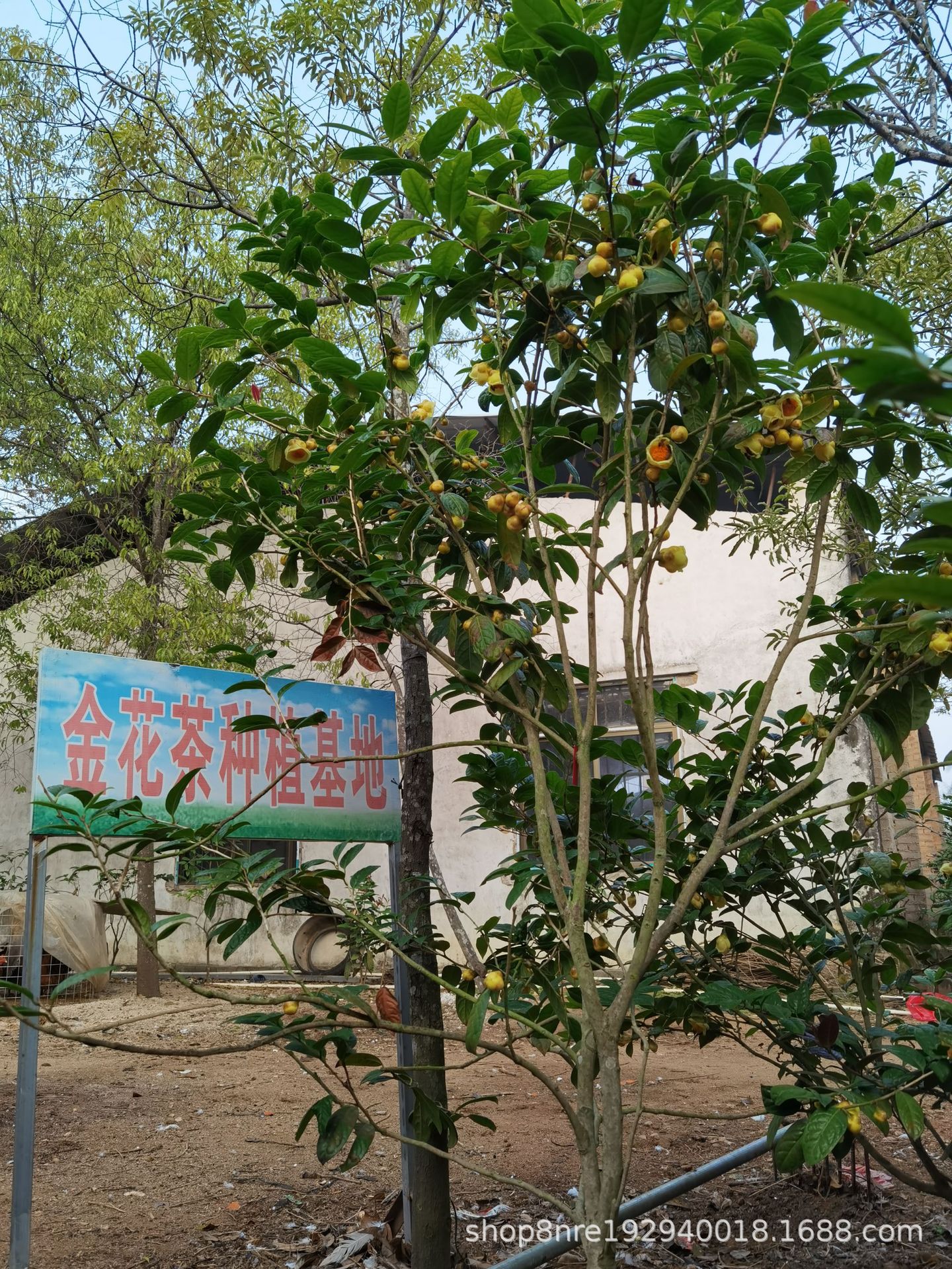 广西金花茶厂家直供冻干金花茶