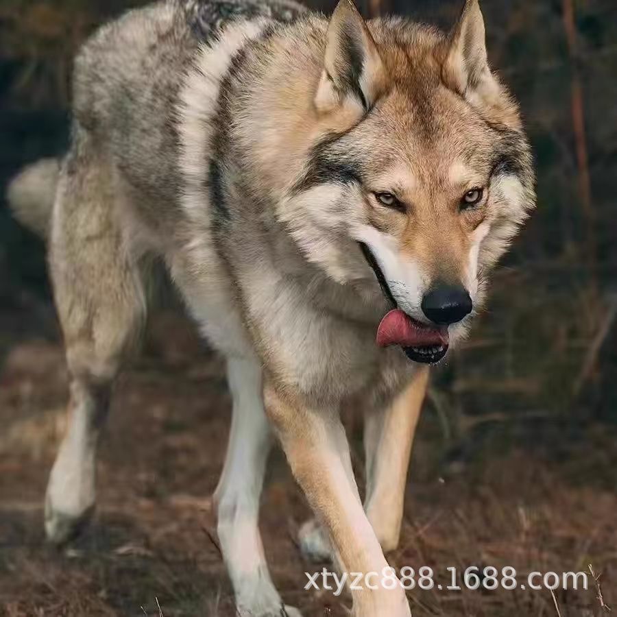 批发纯种捷克狼活体幼犬狼狗双血统捷克狼工作犬宠物犬宠物狗狗