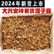 东北干滑子菇黄蘑干货菇无根肉厚滑子蘑小黄蘑香菇小鸡炖蘑菇批发