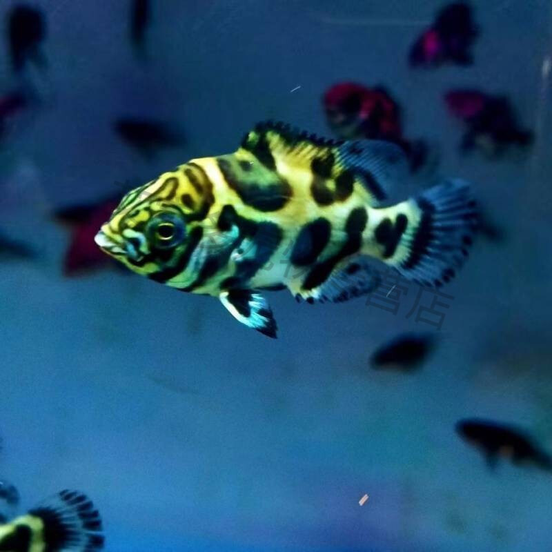 巴西野图鱼奥图鱼奥里诺科地图鱼野生热带观赏鱼包损