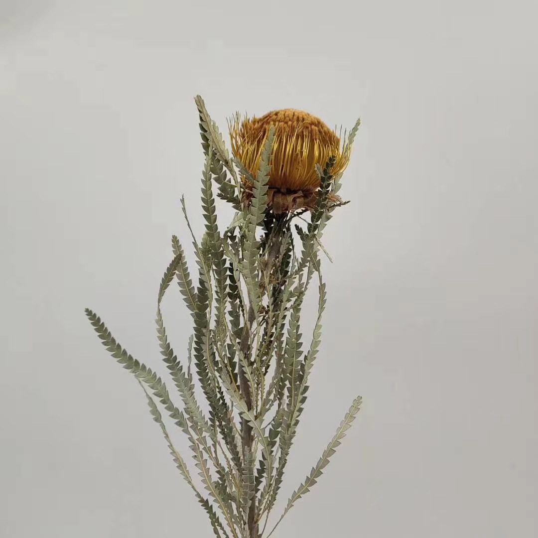 【山茂尖】进口干花小佛塔花束针垫斑克木类家居摆设基地批发