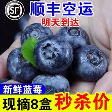 【空运】蓝莓新鲜水果现摘大果孕妇宝宝辅食一整箱应季批发