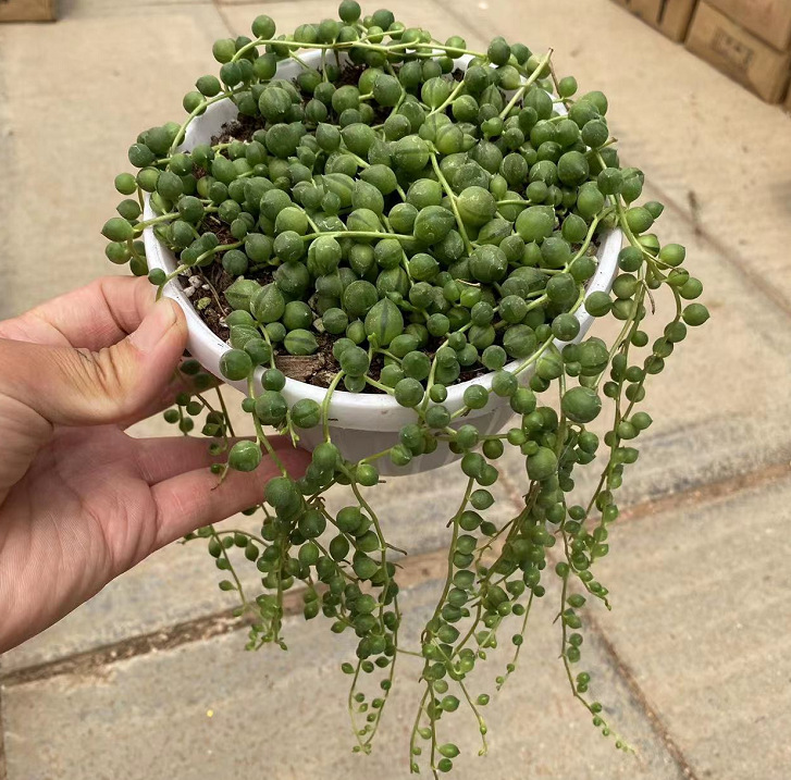 珍珠吊兰 佛珠吊兰 情人泪佛珠吊兰锦 吊兰盆栽多肉植物 批发