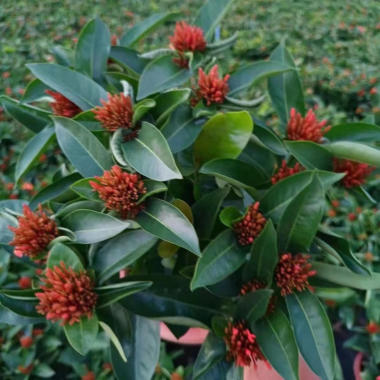 【基地直销】龙船花 四季常青 办公室 绿植花卉盆栽 室内外