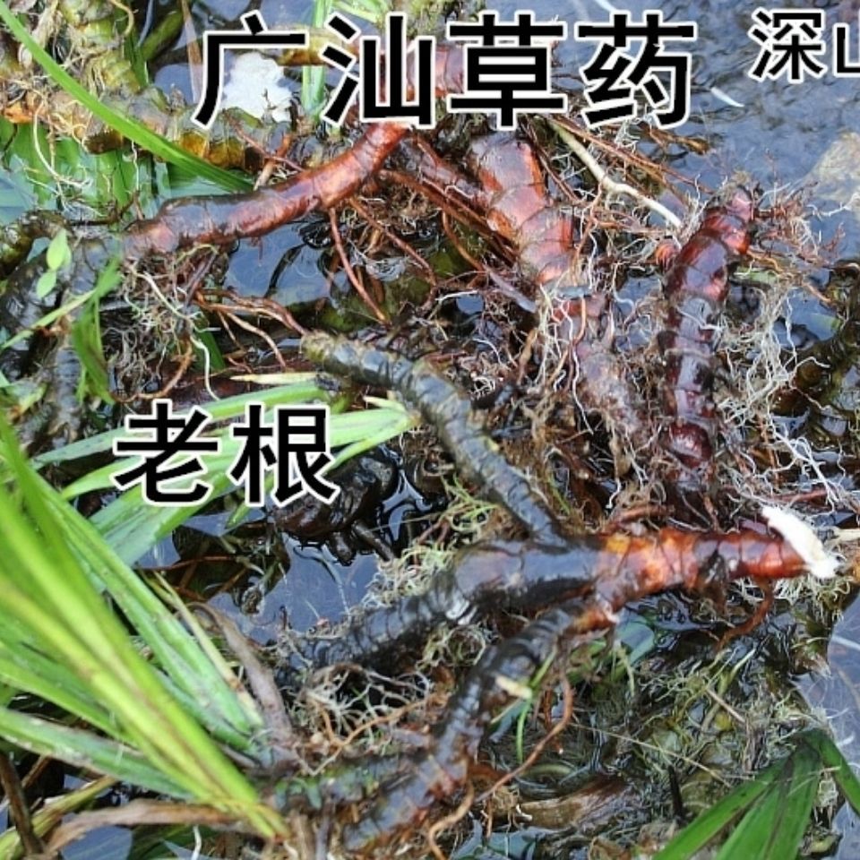 新鲜草药石菖蒲山菖药菖蒲金钱蒲菖蒲叶水剑草 根500g包邮