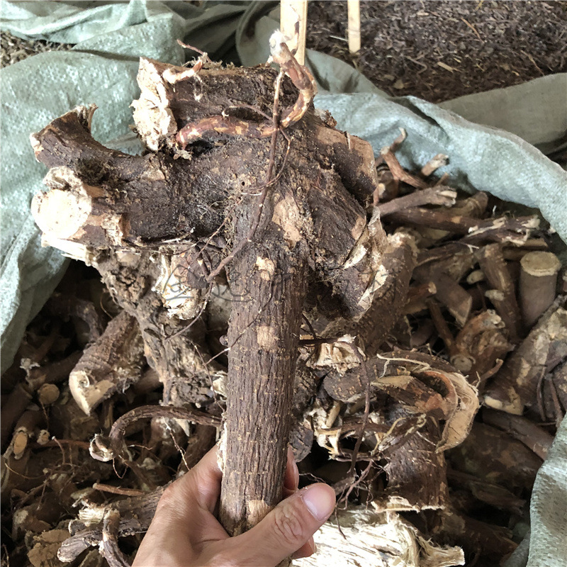 中药材了哥王根 铺银草地巴麻山豆了消山药九信菜鸡子麻