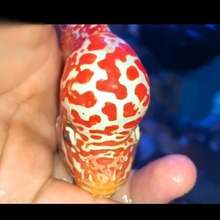 泰国罗汉鱼专用饲料,m2型这是一款针对金花系的: 红马,火凤_阿里巴巴