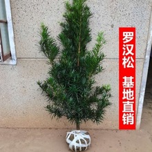 罗汉松树苗大树雀舌米叶迎客松老树桩别墅庭院盆栽盆景造型大树种