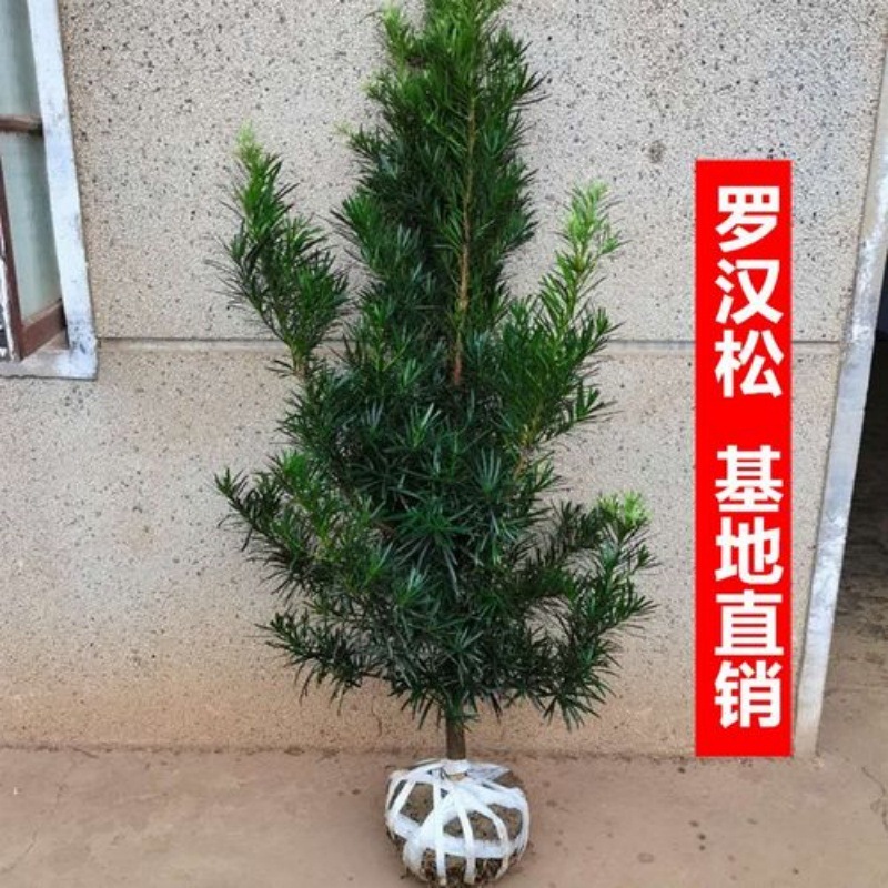 罗汉松树苗大树雀舌米叶迎客松老树桩别墅庭院盆栽盆景造型大树种
