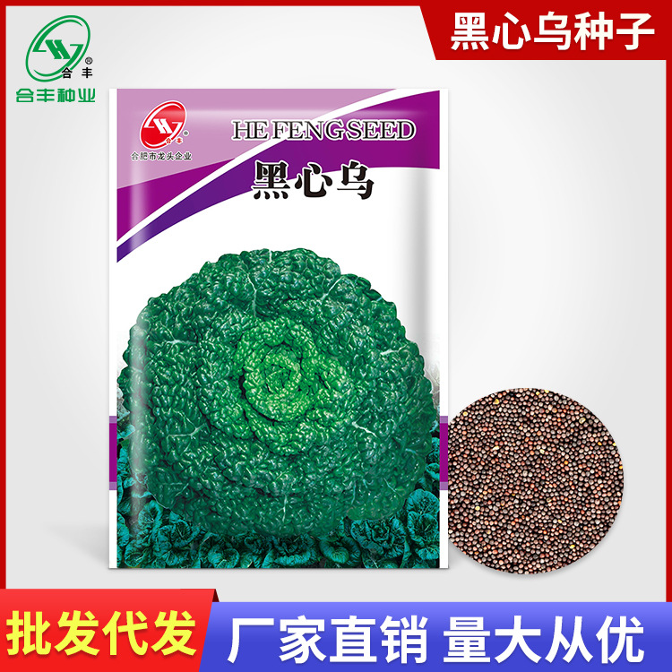 秋冬季黑心乌菜青菜种子耐寒乌塌菜黑菜青菜籽种蔬菜种子公司