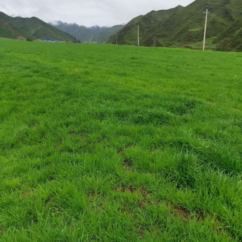 苜蓿草晒干提摩西干草牧草兔子龙猫荷兰猪磨牙主食兔草饲料