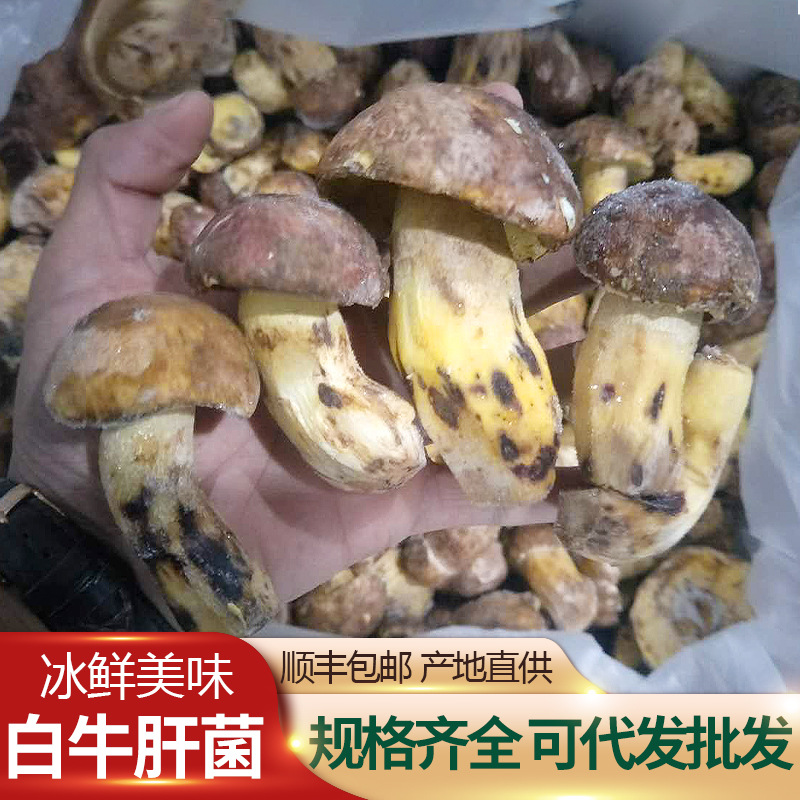 产地批发牛肝菌云南特产冰冻白牛肝白葱菌火锅酒店用山珍食用菌