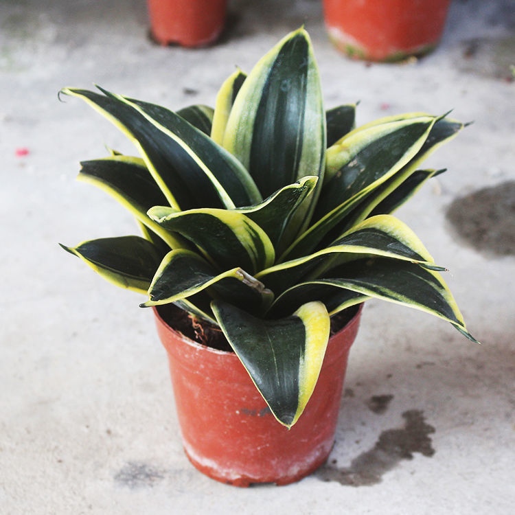 荷花兰虎皮兰盆栽办公室内客厅吸甲醛绿植花卉植物金边短叶虎尾兰